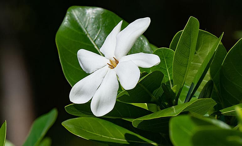 Tahiti & the Society Islands 