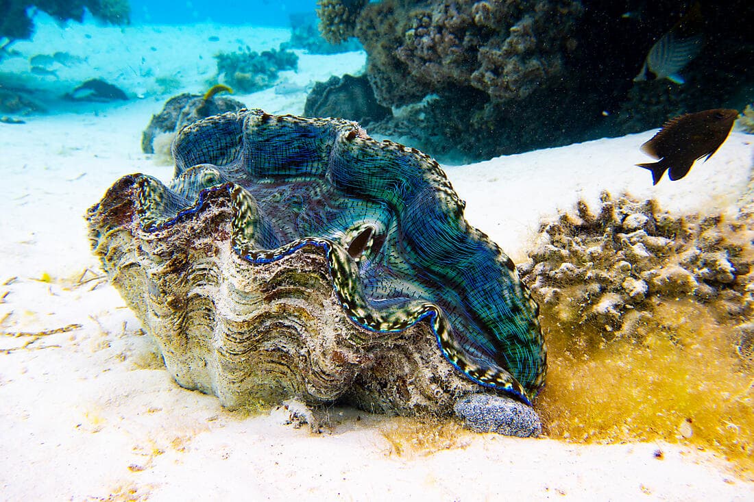 Snorkeling tour