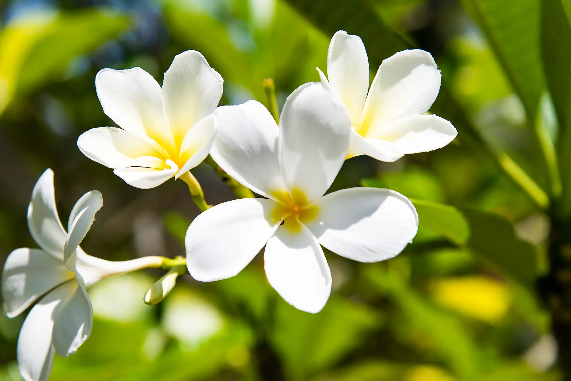 Cruising French Polynesia: Tahiti, Bora Bora, and the Tuamotus – with Smithsonian Journeys 