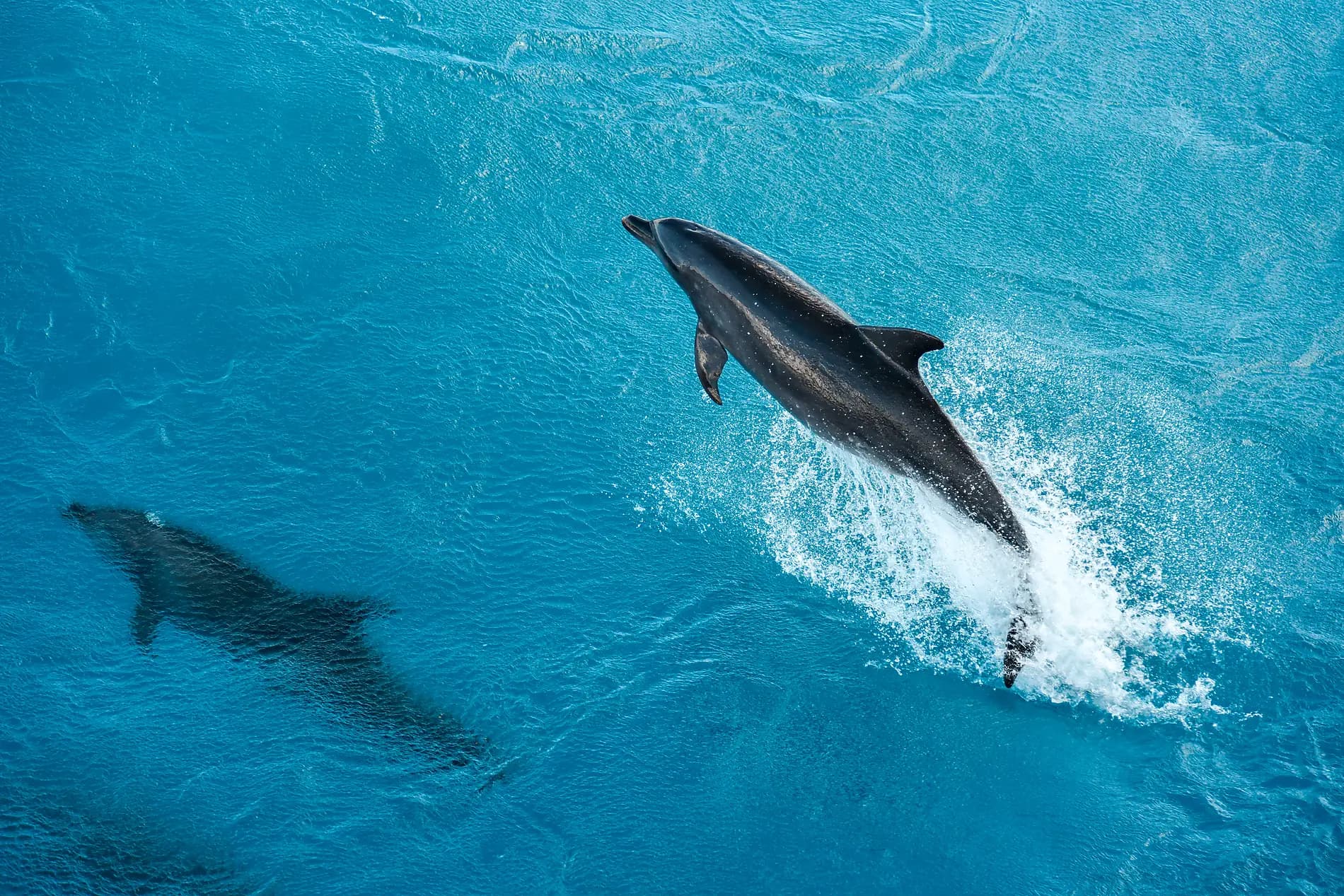 Cruising French Polynesia: Tahiti, Bora Bora, and the Tuamotus – with Smithsonian Journeys 