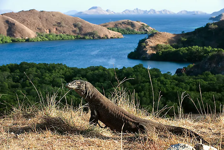 komodo-island_dragon_viewpoint_ss69732874.jpg