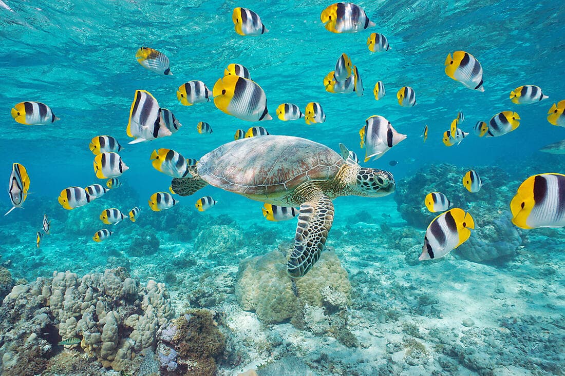 Aquasafari – Underwater walk