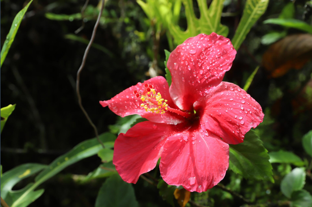 IMG_3148_B251019_Raiatea©StudioPonant_Morgane Monneret.JPG